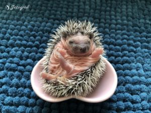 mały jeż pigmejski miot B sprzedam
