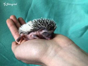 mały jeż pigmejski miot B sprzedam