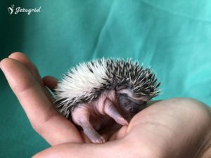 mały jeż pigmejski miot B sprzedam