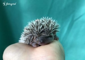 mały jeż pigmejski miot B sprzedam