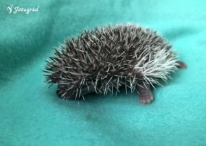 mały jeż pigmejski miot B sprzedam