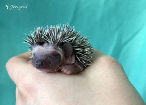 mały jeż pigmejski miot B sprzedam