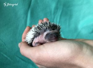 mały jeż pigmejski miot B sprzedam