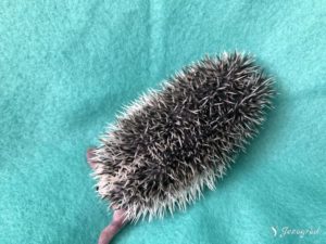 mały jeż pigmejski miot B sprzedam