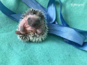 mały jeż pigmejski miot B sprzedam