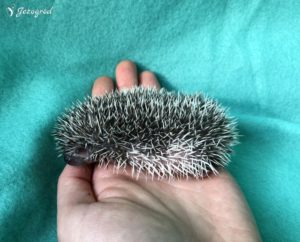 mały jeż pigmejski miot B sprzedam