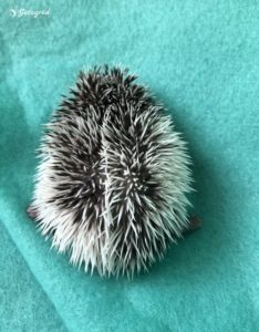 mały jeż pigmejski miot B sprzedam