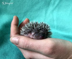 mały jeż pigmejski miot B sprzedam