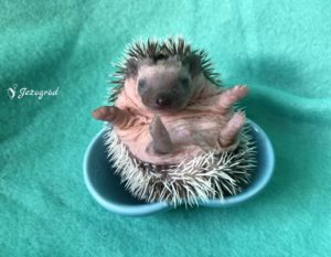 mały jeż pigmejski miot B sprzedam