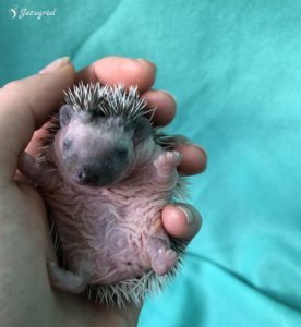 mały jeż pigmejski miot B sprzedam