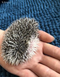 mały jeż pigmejski miot B sprzedam