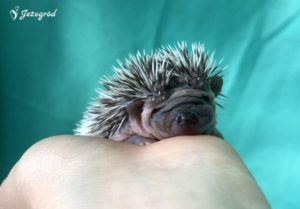 mały jeż pigmejski miot B sprzedam