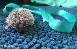 mały jeż pigmejski miot B sprzedam