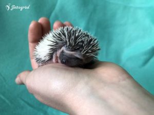 mały jeż pigmejski miot B sprzedam