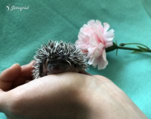 mały jeż pigmejski miot B sprzedam