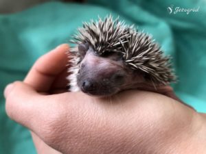 mały jeż pigmejski miot B sprzedam