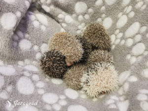 Zdjęcie obrazujące kolory jeży z tego miotu - data: 22.06.2022 (jeżyki nieco starsze niż na pozostałych zdjęciach)